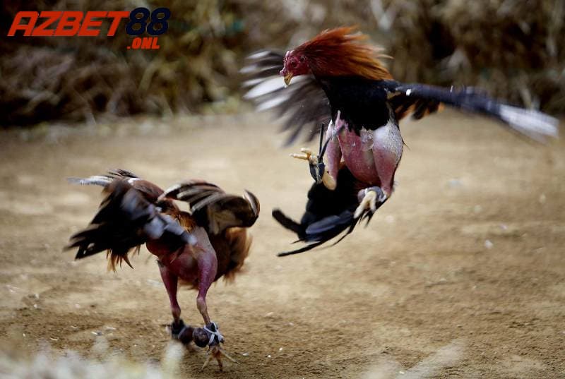 Đá gà cựa sắt là gì?