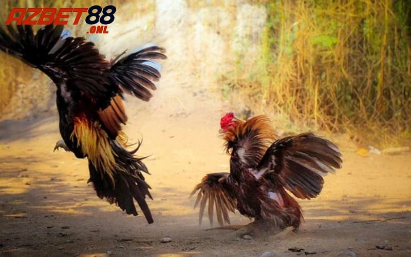 Các ưu điểm nổi bật của sảnh đá gà Azbet88