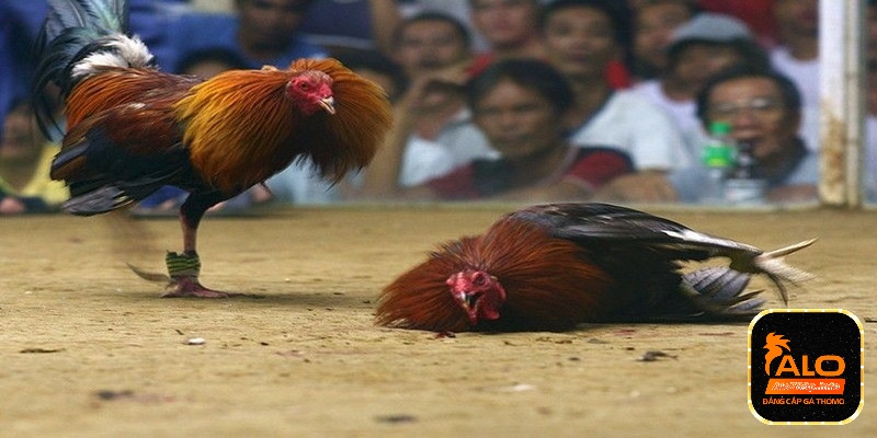 Giới thiệu nhà cái cá cược trực tuyến Alo789